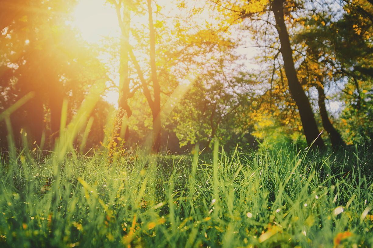 Bright Scenery of leaves( Park